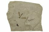 Fossil Ant and Crane Fly Association - Green River Formation #244709-1